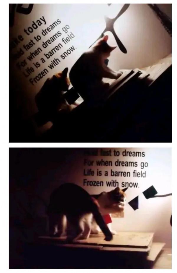 我不會花錢買貓