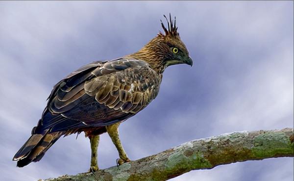 東江攬勝:收集常見鳥類圖譜之猛禽篇,攝鳥人自留地,建議收藏 東江攬勝:收集常見鳥類圖譜之猛禽篇,攝鳥人自留地,建議收藏