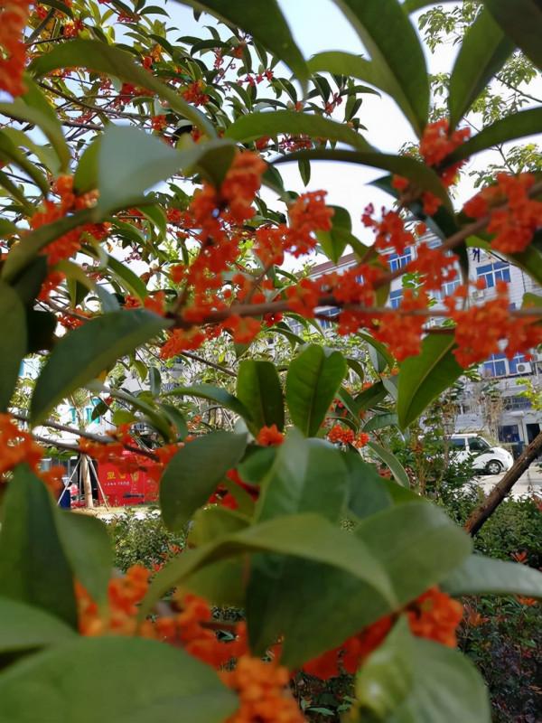 帶你欣賞桂花品種大合集