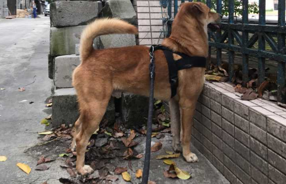 為什麼“土狗”棄養率這麼高？原因這5個，真讓人傷心