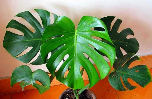 5種“養人”的健康花,家裡養一盆,淨化空氣養身體 5種“養人”的健康花,家裡養一盆,淨化空氣養身體