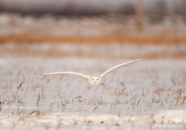 寒極精靈—雪鴞