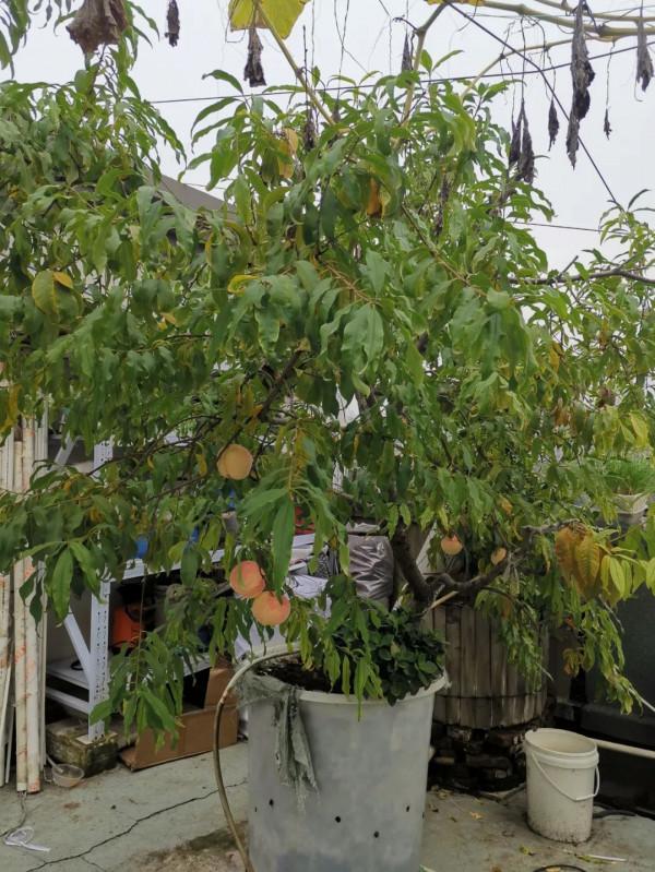 五年換四代，樓頂果樹二培桶經歷了考驗