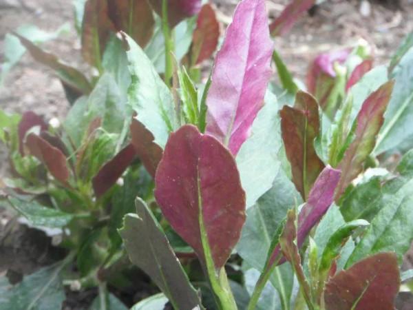 一種既好吃又好看的野菜&mdash;&mdash;紫背天葵