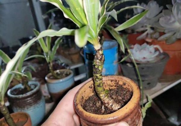 6種便宜花，用心養一年，麻雀變鳳凰，越養越精貴