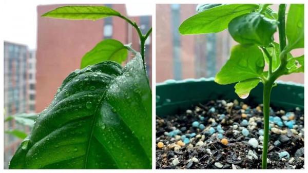 這5種水果核吃完別扔，挖個坑埋點土，1個月0成本變漂亮盆栽