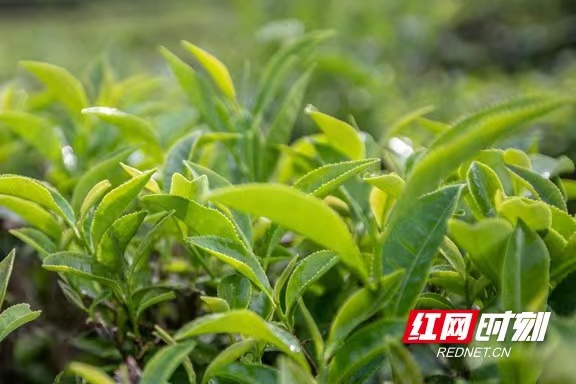 讓“科技之花”為湖南紅茶提質增效 湖南省農業科學院茶葉研究所科技賦能湘茶產業 讓“科技之花”為湖南紅茶提質增效 湖南省農業科學院茶葉研究所科技賦能湘茶產業