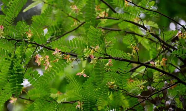 各色的花都開得繽紛絢燦，好像天上降下了一道彩雲