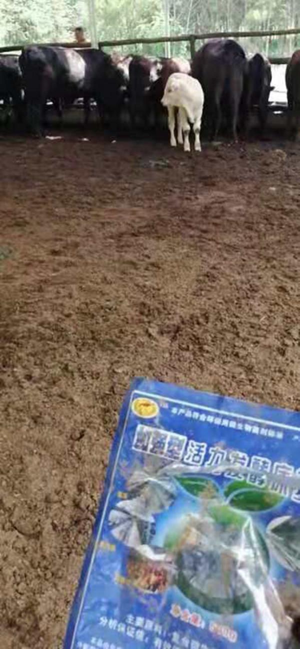 “EM菌自產劑”的用途與如何用於養殖