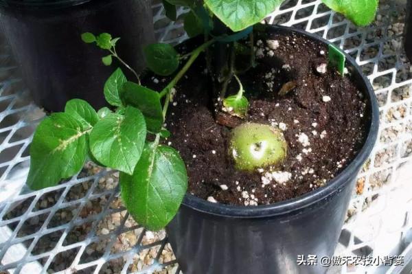 土豆表皮變綠後真的帶毒素嗎?人吃了有害嗎?土豆怎樣吃最安全? 土豆表皮變綠後真的帶毒素嗎?人吃了有害嗎?土豆怎樣吃最安全?