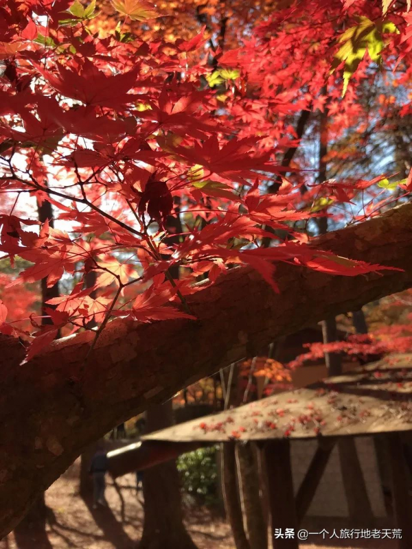 李子柒“隱居”地公開，這座比成都還安逸的城市，究竟是什麼地方