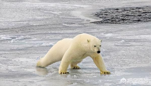 靈性十足的哺乳動物 靈性十足的哺乳動物