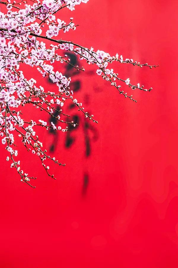 繼續科普：梅花之榆葉梅