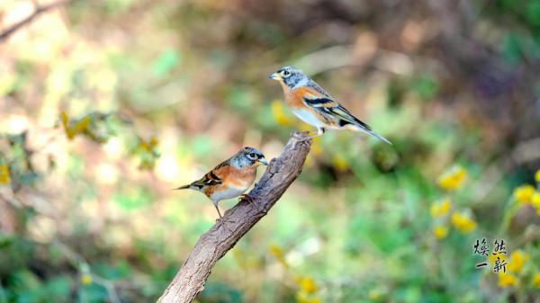 燕雀安知鴻鵠之志？此燕雀非彼燕雀