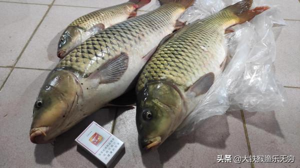 野河、一小時釣三條十幾斤的大鯉魚，這種奇葩釣法這麼神奇嗎？