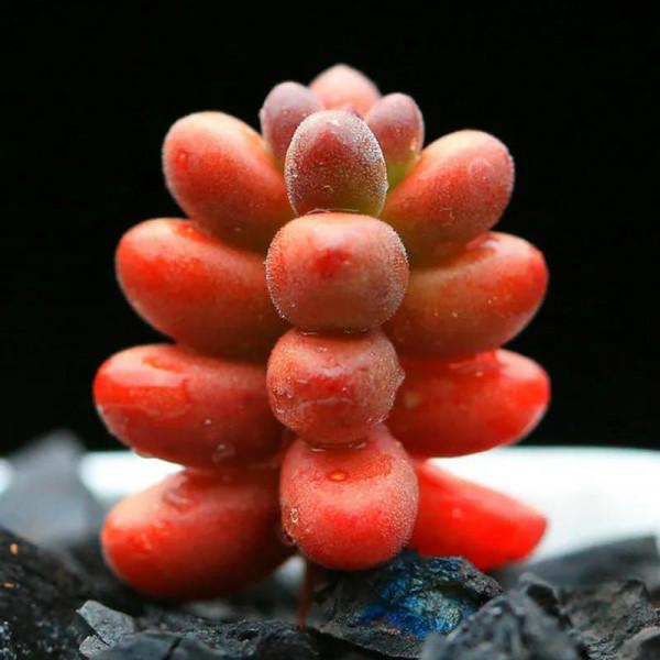 紅珊瑚為什麼是紅色的