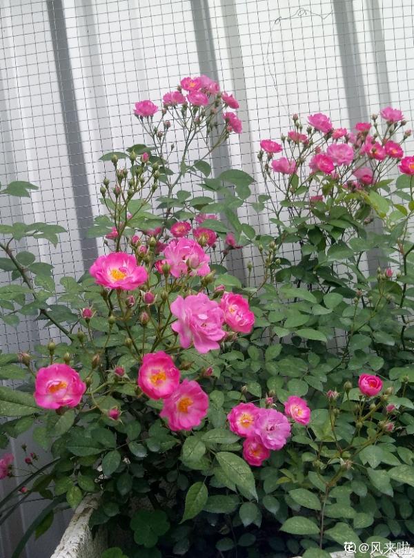 秋天到，花多多也該準備上了，早點用上開花多