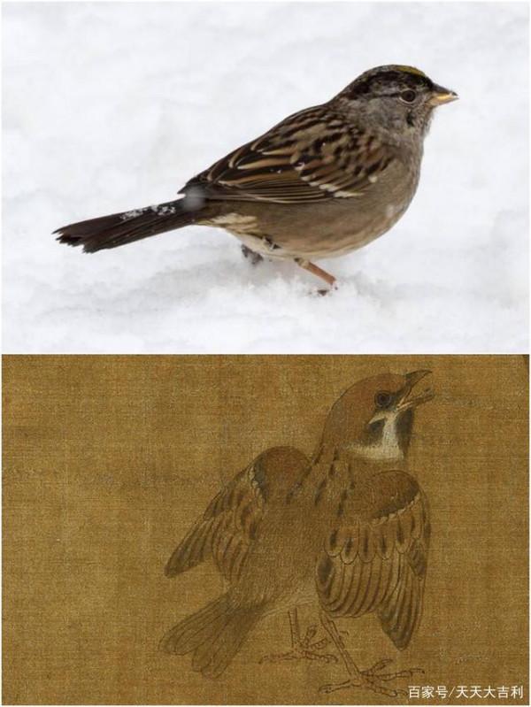 最美寫生稿——黃筌《寫生珍禽圖》