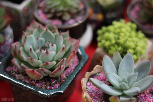 花草換盆旺季來臨，學會“三看三觀察”，換盆就是小菜一碟