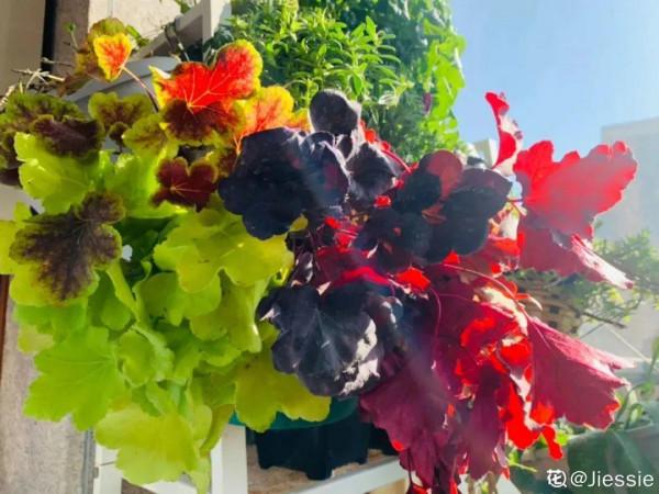 超美的礬根,秋天搬外邊一曬,越曬顏色越好看 超美的礬根,秋天搬外邊一曬,越曬顏色越好看