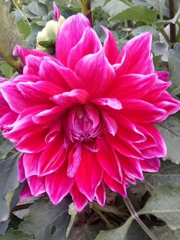 只是在家養了盆大麗花，開花竟然比牡丹還美，惹得鄰居直稱讚