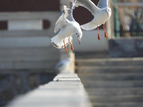 冀州區魚市北河上上演著一場精彩的表演