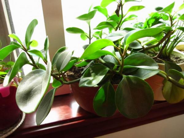 適合“懶人”養的5種花，耐陰又耐旱，扔在客廳1個月，依舊旺盛