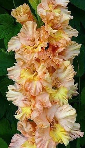 搖曳多姿的劍蘭 搖曳多姿的劍蘭