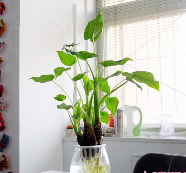 滴水觀音黃葉，和4點有關，做好後葉片碧綠油亮很漂亮