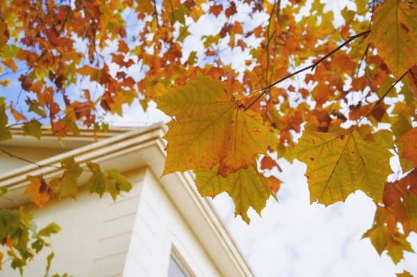 五彩斑斕!一起來雲遊宜居的趙巷冬日街景 五彩斑斕!一起來雲遊宜居的趙巷冬日街景