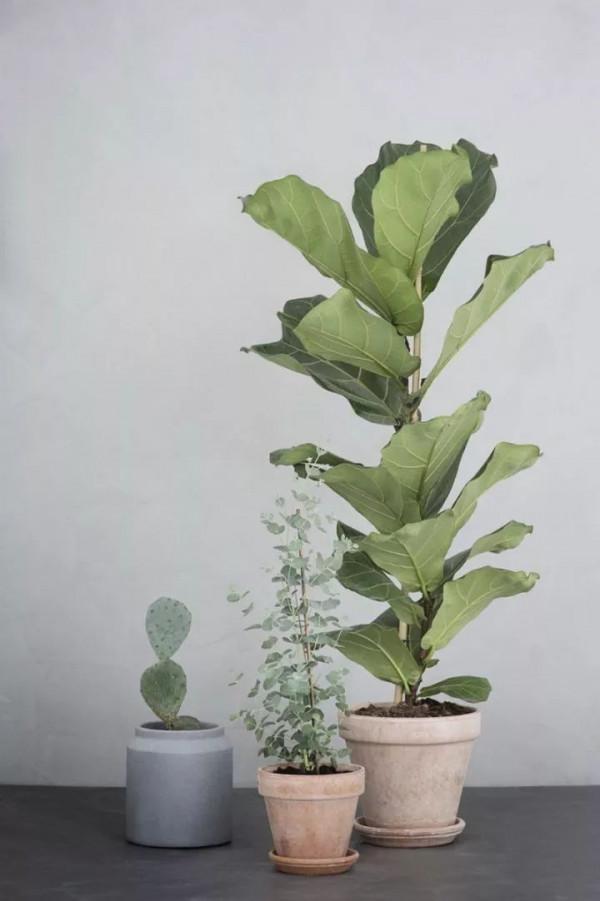 盤點10種常見的高格調家居綠植
