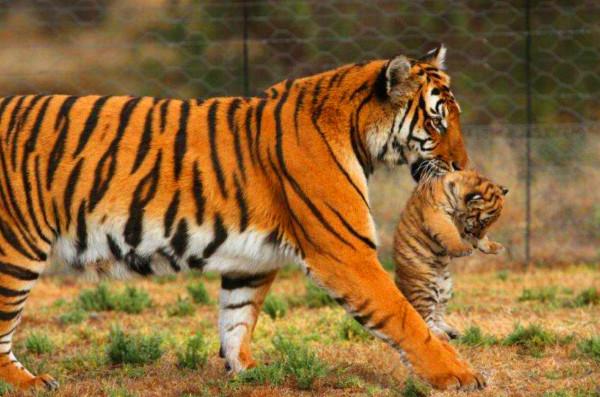 一把捏住老虎的後頸，會有什麼後果？它會不會像貓一樣變乖巧？