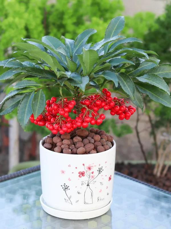 五種旺宅花，您知道嗎？