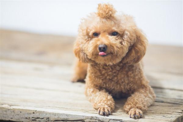 泰迪很脆弱的5個部位，再生氣也不能打，會丟了狗命的