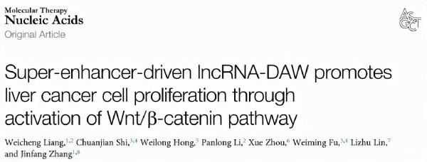 超級增強子驅動的lncRNA-Daw透過啟用Wnt途徑促進肝癌細胞增殖