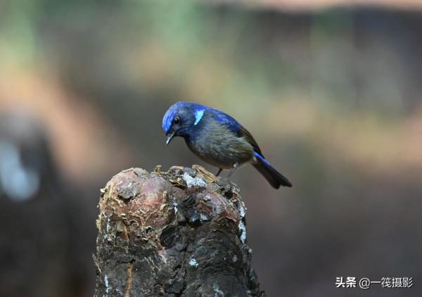 如果每天都有面包蟲侍候，它們會否停下遷徙的腳步