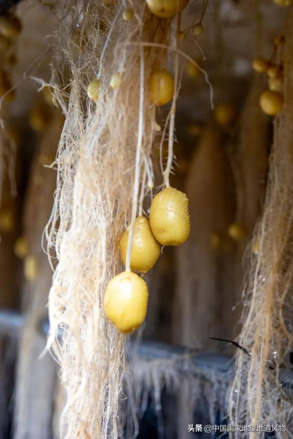 甘肅人的命,都是土豆給的 甘肅人的命,都是土豆給的