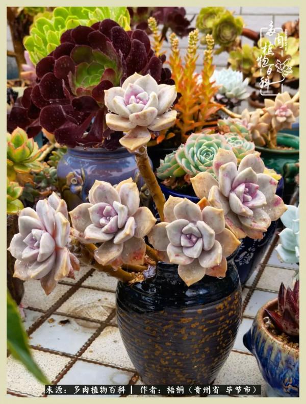 世間瞬息萬變，我們的友誼不變，閨蜜相聚，賞肉言歡