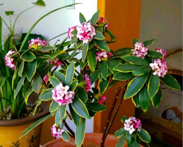 7種“吉利花”，冷天“扦插”更合適，溫度合適“利於”生根