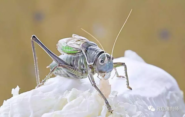 淺談中國三大鳴蟲文化 淺談中國三大鳴蟲文化