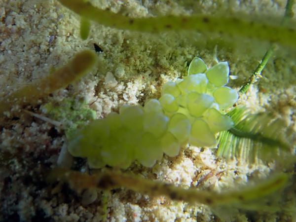 海生物285：青葡萄海兔