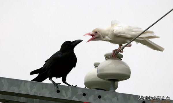 這些神奇的具有奇妙色彩的動物，你見過幾個？