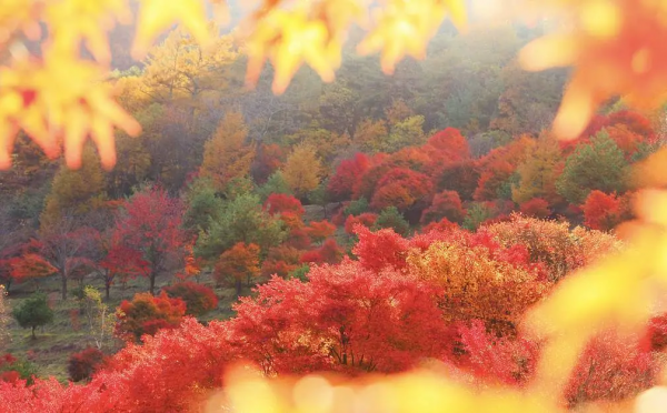秋日漸紅,一眼就愛上的國內四大賞楓勝地 秋日漸紅,一眼就愛上的國內四大賞楓勝地