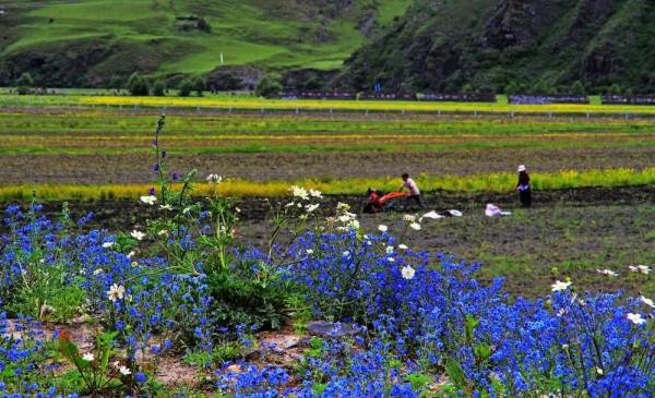 川西美景欣賞 川西美景欣賞