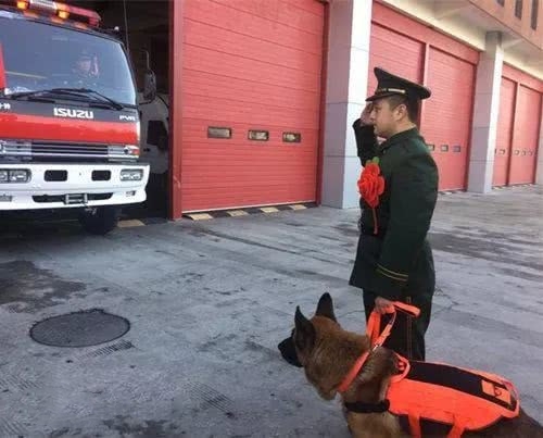 它是汶川地震中戰功卓越的搜救犬,十四歲時走完了自己傳奇的一生 它是汶川地震中戰功卓越的搜救犬,十四歲時走完了自己傳奇的一生