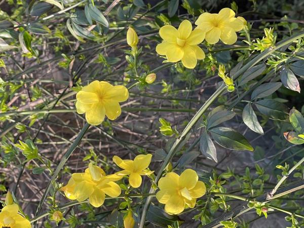 10種花,零下10℃也能過冬,長勢一點不輸南方 10種花,零下10℃也能過冬,長勢一點不輸南方