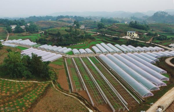 豌豆尖超過12元/斤，重慶火鍋冬季能吃3萬畝？種豌豆有“錢景”麼