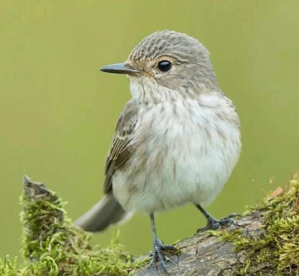 這樣的鳥圖，誰不想擁有？