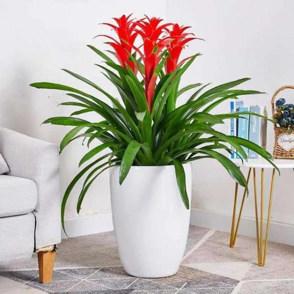 知道有一種花能讓你喜氣盈門鴻運當頭嗎？