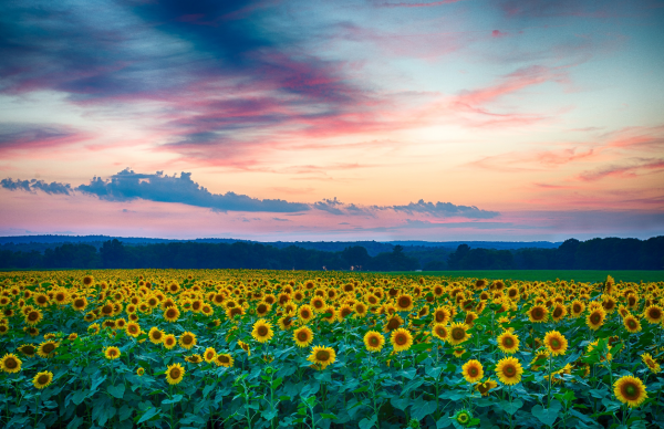 深藏不露,頗具城府的星座,戒掉了傲氣,收起了鋒芒,謙遜且低調 深藏不露,頗具城府的星座,戒掉了傲氣,收起了鋒芒,謙遜且低調